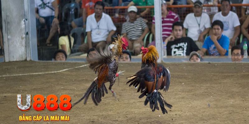 windy đăng nhập mậu binh online
