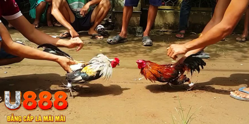 windy đăng nhập mậu binh rút tiền nhanh