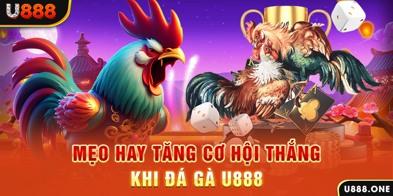 windy trực tiếp gà chọi c1