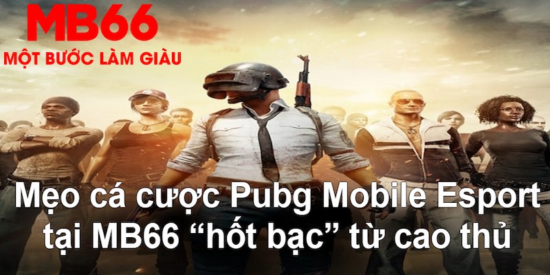 windy gà chọi mộc hóa